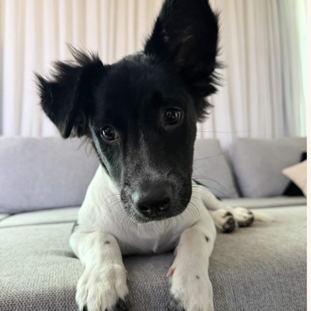OREO